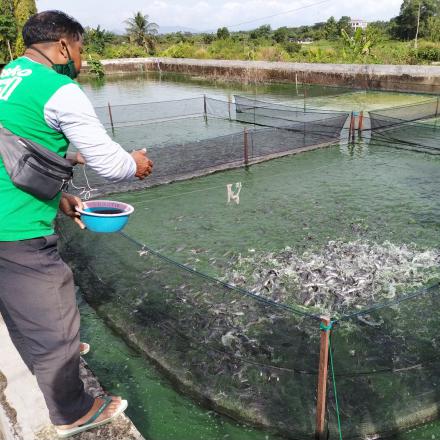 Tambak Ikan Lele Milik Warga Desa Tungkaran